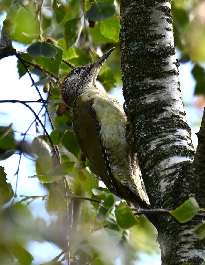 2026-09-09 Green Woodpecker - enlarge for info